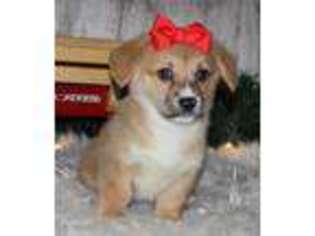 Pembroke Welsh Corgi Puppy for sale in Harlan, IN, USA