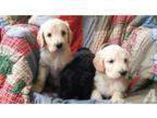 Goldendoodle Puppy for sale in FOND DU LAC, WI, USA
