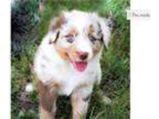 Australian Shepherd Puppy for sale in Jonesboro, AR, USA