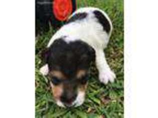Mutt Puppy for sale in Coward, SC, USA