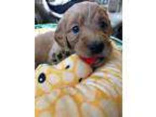 Goldendoodle Puppy for sale in Pullman, MI, USA