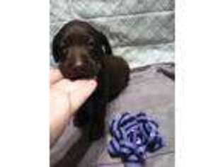 Labrador Retriever Puppy for sale in East Stroudsburg, PA, USA