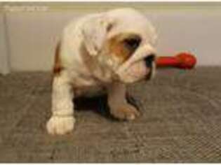 Bulldog Puppy for sale in Milwaukee, WI, USA