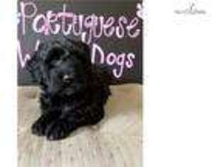 Portuguese Water Dog Puppy for sale in Atlanta, GA, USA