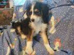 Mutt Puppy for sale in Myrtle Creek, OR, USA