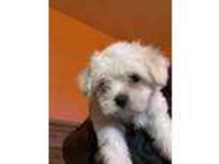 Maltese Puppy for sale in Upper Darby, PA, USA