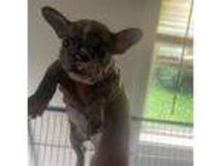 French Bulldog Puppy for sale in Chicago, IL, USA