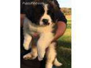 Saint Bernard Puppy for sale in Erie, KS, USA