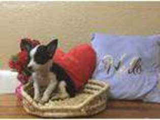 Chihuahua Puppy for sale in Winter Haven, FL, USA