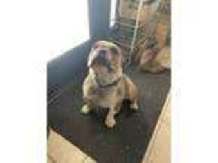 Bulldog Puppy for sale in Carr, CO, USA