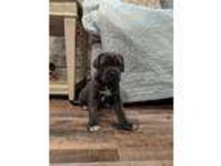 Neapolitan Mastiff Puppy for sale in Washburn, MO, USA