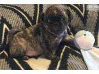 Pug Puppy for sale in Madera, CA, USA