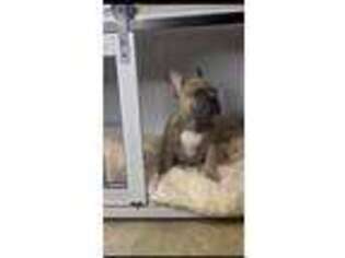 French Bulldog Puppy for sale in Marlboro, NJ, USA