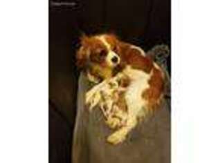 Cavalier King Charles Spaniel Puppy for sale in Susanville, CA, USA