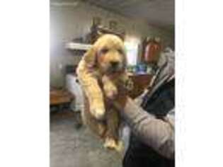 Golden Retriever Puppy for sale in Weston, FL, USA