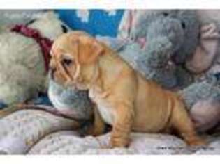 French Bulldog Puppy for sale in Tollhouse, CA, USA