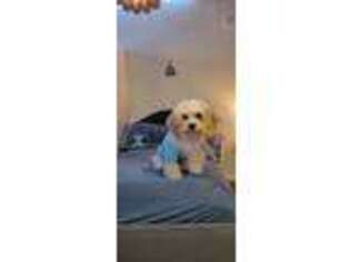 Cavachon Puppy for sale in Boston, MA, USA