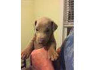 Doberman Pinscher Puppy for sale in Saltville, VA, USA