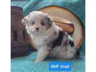 Miniature Australian Shepherd Puppy for sale in Browerville, MN, USA