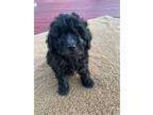 Goldendoodle Puppy for sale in Splendora, TX, USA