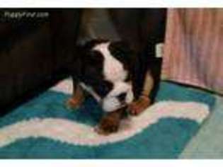 Bulldog Puppy for sale in Talco, TX, USA