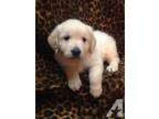 Golden Retriever Puppy for sale in HUNTINGTON, IN, USA