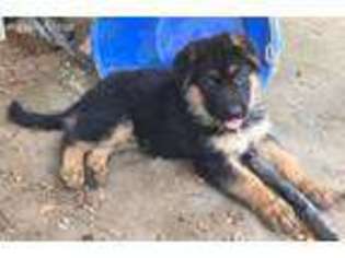 German Shepherd Dog Puppy for sale in Russellville, AL, USA