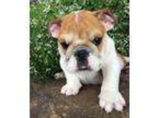 Bulldog Puppy for sale in Lancaster, WI, USA