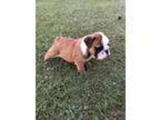 Bulldog Puppy for sale in Manheim, PA, USA