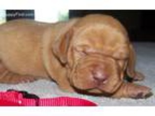 Vizsla Puppy for sale in Ganado, TX, USA