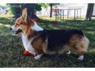 Pembroke Welsh Corgi Puppy for sale in Anderson, IN, USA