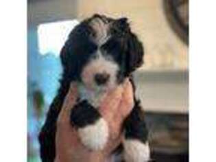 Mutt Puppy for sale in Brookville, OH, USA