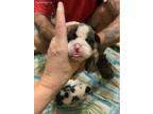 Olde English Bulldogge Puppy for sale in Rochester, IN, USA