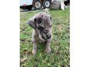 Great Dane Puppy for sale in Richmond, KY, USA