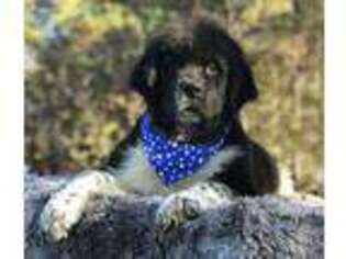 Newfoundland Puppy for sale in Falmouth, MI, USA