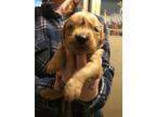 Golden Retriever Puppy for sale in Hardin, MT, USA