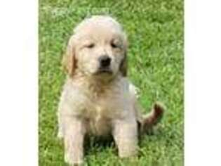 Golden Retriever Puppy for sale in Toledo, OH, USA