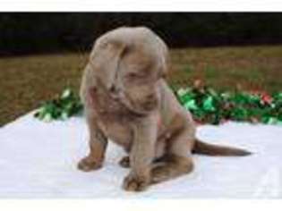 Labrador Retriever Puppy for sale in SAXE, VA, USA