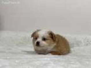 Miniature Australian Shepherd Puppy for sale in Columbus, KS, USA