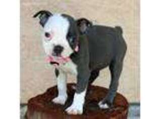 Boston Terrier Puppy for sale in Winton, CA, USA