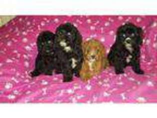 Cavapoo Puppy for sale in Sunderland, Tyne and Wear (England), United Kingdom