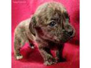 Medium Photo #1 Mutt Puppy For Sale in Atlanta, GA, USA