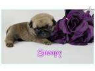 Pug Puppy for sale in Nashville, TN, USA