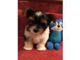 Yorkshire Terrier Puppy for sale in Canton, GA, USA