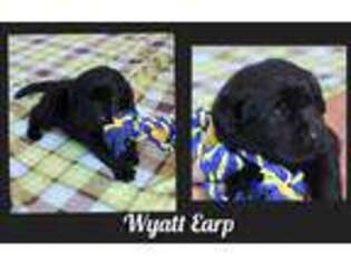 Labrador Retriever Puppy for sale in Anza, CA, USA