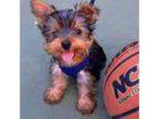 Yorkshire Terrier Puppy for sale in Terrell, TX, USA