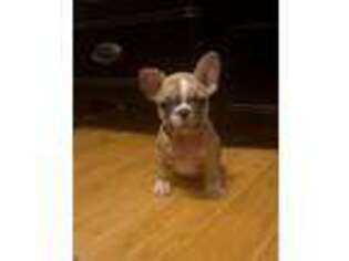 French Bulldog Puppy for sale in Corpus Christi, TX, USA