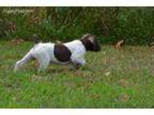 German Shorthaired Pointer Puppy for sale in Salisbury, MO, USA