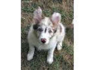 Border Collie Puppy for sale in Chattanooga, TN, USA