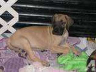 Great Dane Puppy for sale in WINDHAM, OH, USA